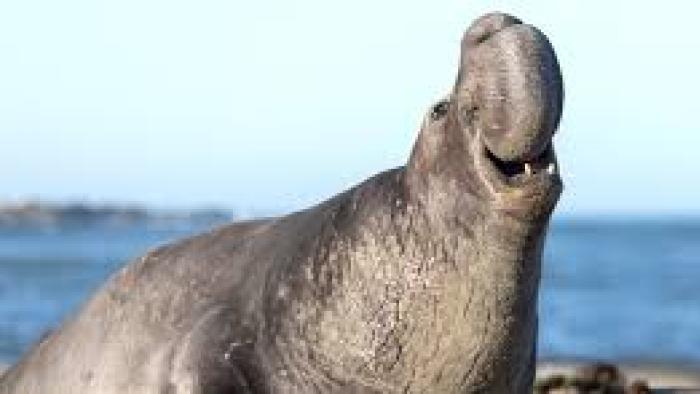 Underdogs TV show Screenshot #1: Elephant seal