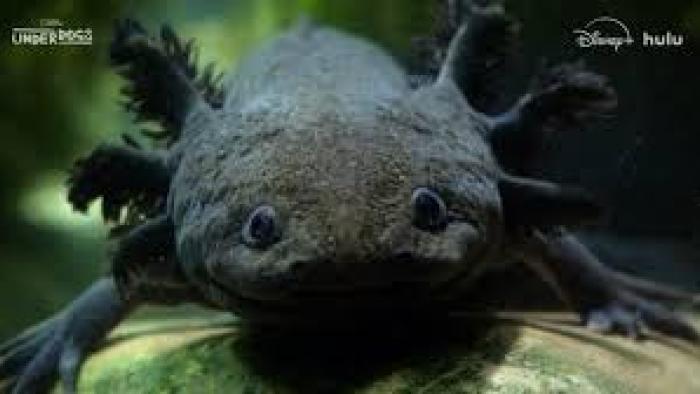 Underdogs TV show Screenshot #2: Axolotl