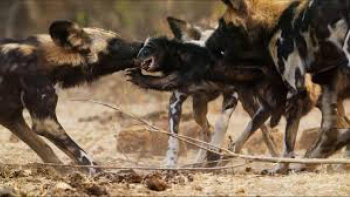 Underdogs TV show Screenshot #3: wild dogs