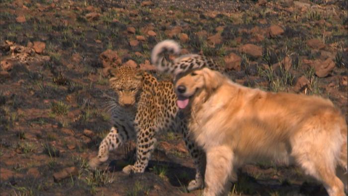 Unlikely Animal Friends TV: Scene #1