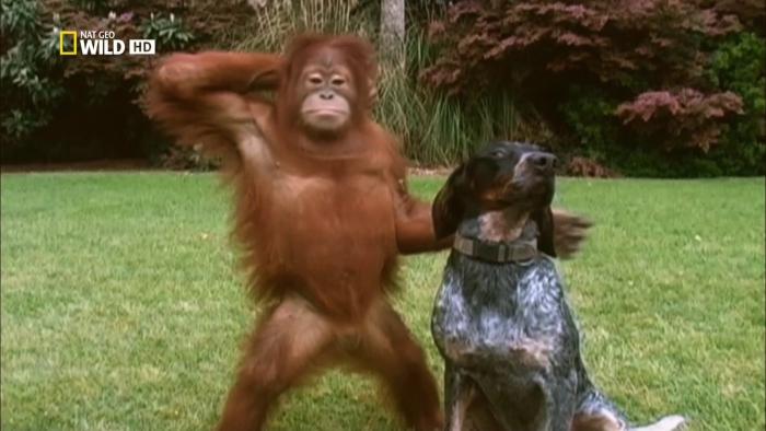 Unlikely Animal Friends TV: Scene #2
