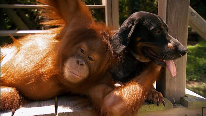 Unlikely Animal Friends TV: Scene #3