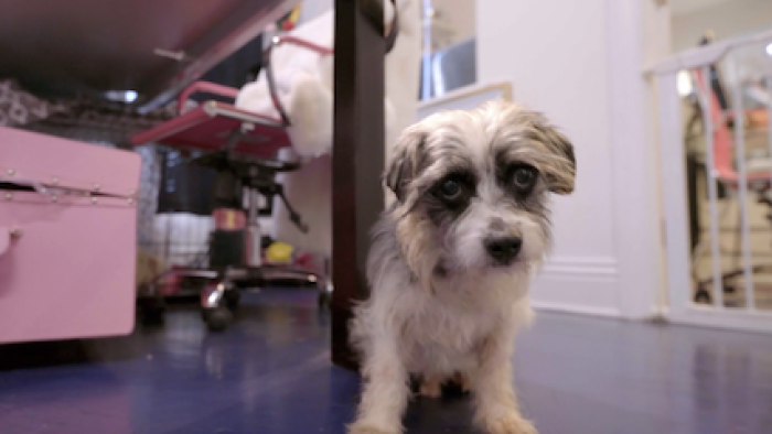 Vanderpump Dogs TV Show: A rescue dog plays. 