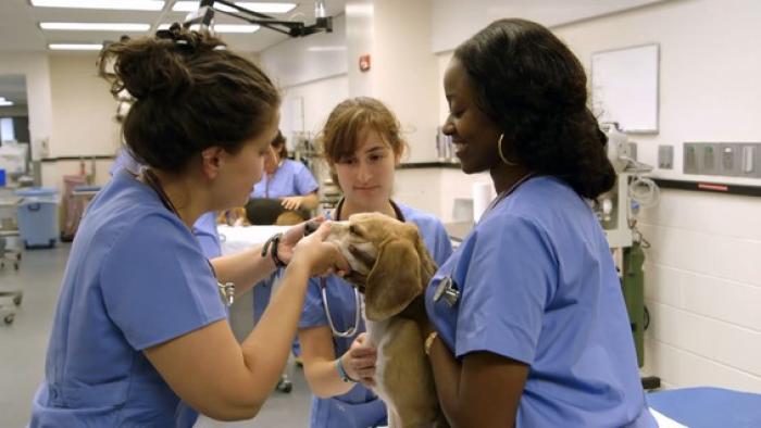 Vet School TV: Scene #2