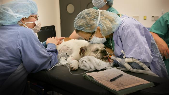 Vet School TV: Scene #4