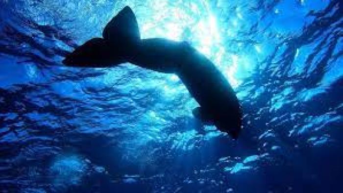 Whale Wisdom TV: Scene #1