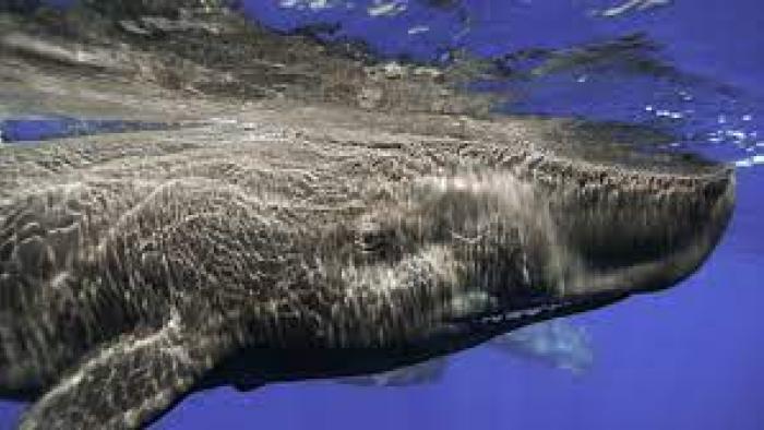 Whale Wisdom TV: Scene #2