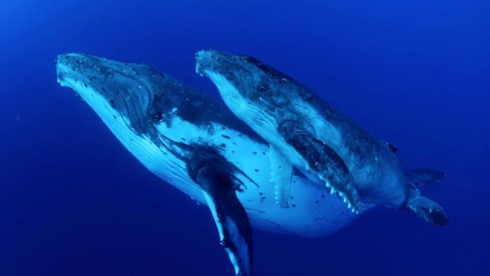 Whale Wisdom TV: Scene #3