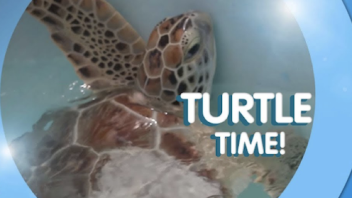 What Sam Sees TV Show: Learning about turtles 
