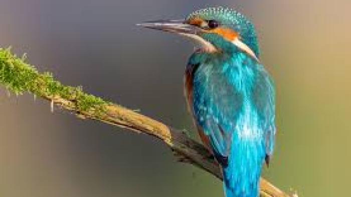 Wild Isles TV show screenshot #3: turquoise-colored bird