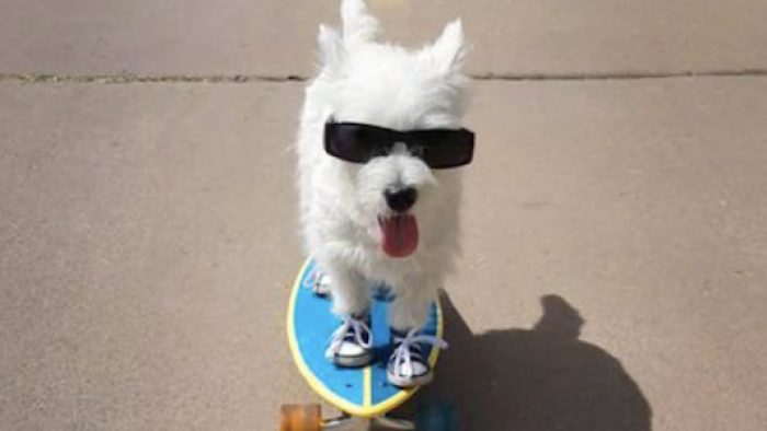 World's Funniest Animals TV Show: A skateboarding dog