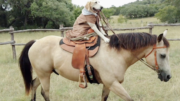 World's Funniest Animals TV Show: A dog rides a horse