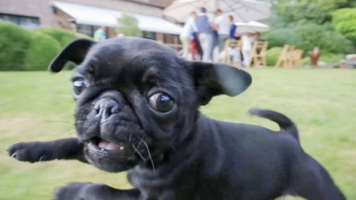 World's Funniest Animals TV Show: An excited dog