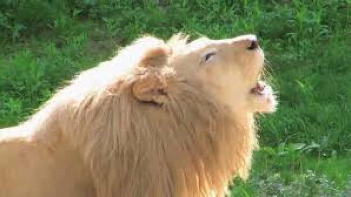 Xploration Animal Science TV Show: Scene #4