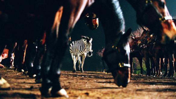 Racing Stripes Movie Review | Common Sense Media