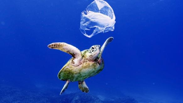 Turtle Odyssey - Parents' Guide & Movie Review | Common Sense Media