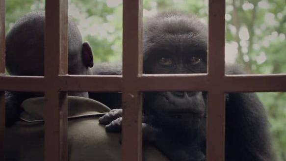 Virunga - Parents' Guide & Movie Review | Common Sense Media