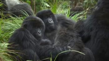 A Gorilla Story: Told by David Attenborough Trailer