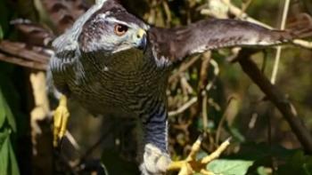 Nightmares of Nature Trailer