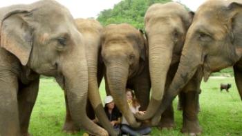 Love & Bananas: An Elephant Story Trailer