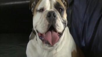 A Magic Puppy (A Halloween Puppy) Trailer