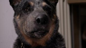 Alone for Christmas Trailer