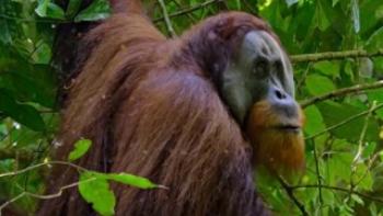 Orangutan Trailer