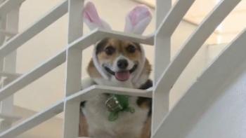 An Easter Bunny Puppy Trailer