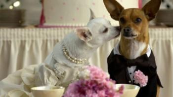 Beverly Hills Chihuahua 2 Trailer