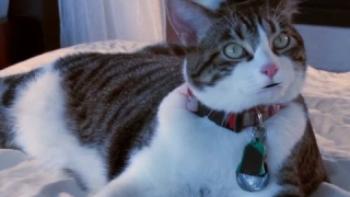 A Talking Cat!?! Trailer