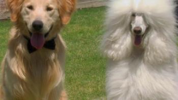 A Christmas Wedding Tail Trailer