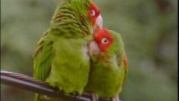 The Wild Parrots of Telegraph Hill Trailer