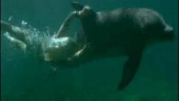 Eye of the Dolphin Trailer