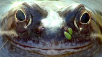 Absurd Planet Trailer