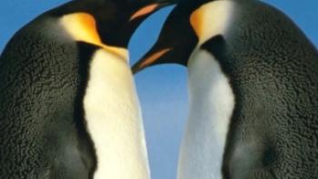 March of the Penguins 2: The Next Step Trailer