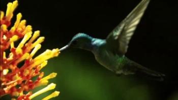 Wings of Life Trailer