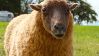 The Sheep Detectives Trailer