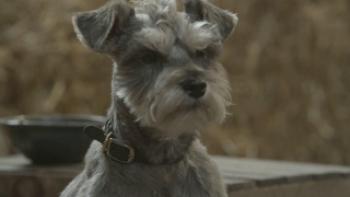 12 Dogs of Christmas: Great Puppy Rescue Trailer