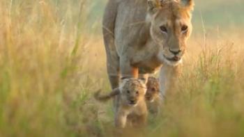 Lion Trailer