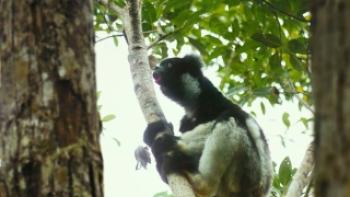 Island of Lemurs: Madagascar Trailer