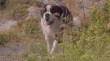 Beethoven's Treasure Tail Trailer