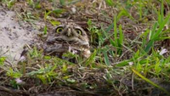 The Americas Trailer