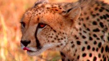 Earth: One Amazing Day Trailer