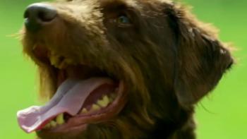 The Dog House: UK Trailer
