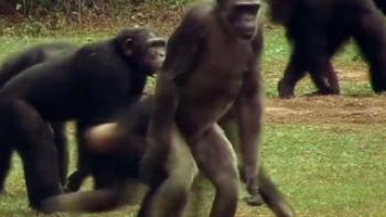 Meet the Chimps Trailer