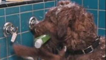 Firehouse Dog Trailer