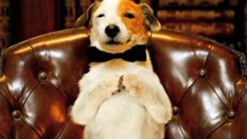 Millionaire Dog Trailer