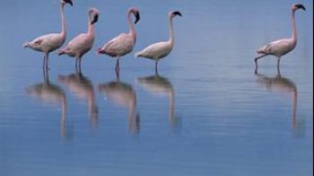 The Crimson Wing: Mystery of the Flamingos Trailer