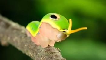 The Secret Lives of Animals Trailer