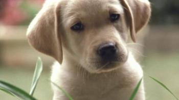 Quill: The Life of a Guide Dog Trailer